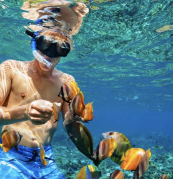 TWO STOPS FOR PRIVATE SNORKELING IN THE SECOND LARGEST REEF IN THE WORLD AND PRIVATE TRANSFER